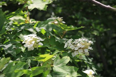 カシワバアジサイ（アジサイ科）