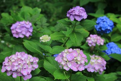 アジサイ（アジサイ科）