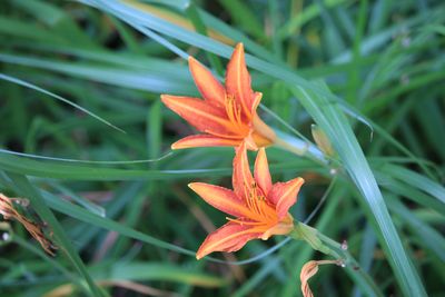 ノカンゾウ（ツルボラン科）