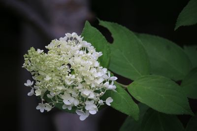 ノリウツギ（ミナヅキ）（アジサイ科）