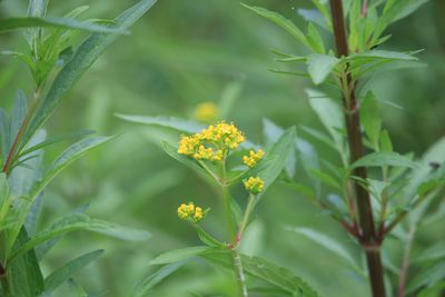 オミナエシ（スイカズラ科）