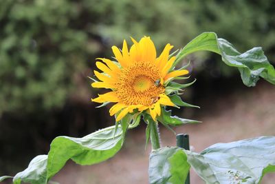 ヒマワリ（はるかのひまわり）（キク科）