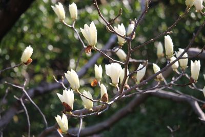 ハクモクレン（モクレン科）