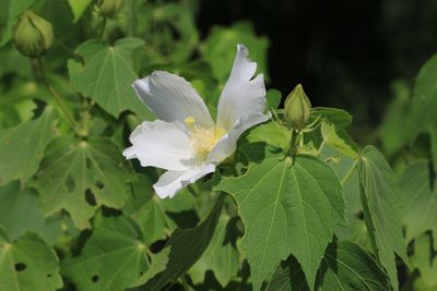 フヨウ（アオイ科）