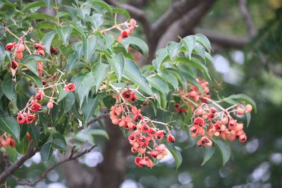 ゴンズイ（実）（ミツバウツギ科）