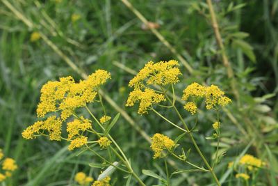 オミナエシ（スイカズラ科）