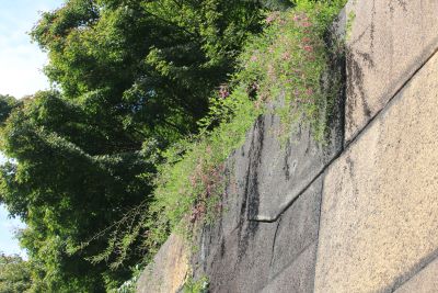 ミヤギノハギ（マメ科）