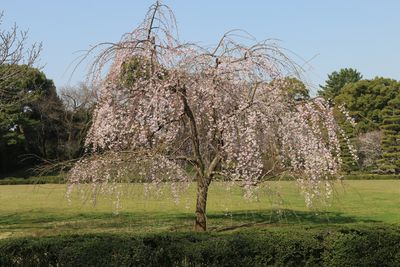 ベニシダレザクラ（バラ科）