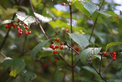 ミヤマガマズミ（実）（ガマズミ科）