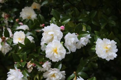 サザンカ（ツバキ科）