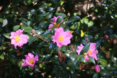 サザンカ（ツバキ科）