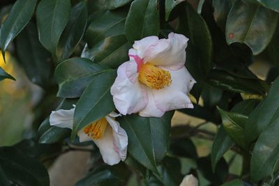 写真：ツバキ（秋一番）（ツバキ科）