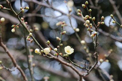 写真：ウメ（新冬至）（バラ科）