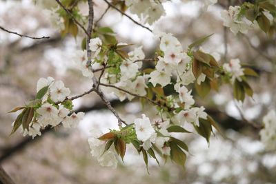 サクラ（太白）（バラ科）