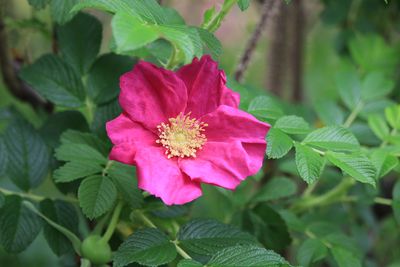 ハマナス（バラ科）