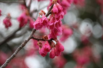 カンヒザクラ（バラ科）