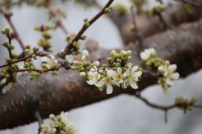 モモ・スモモ（米桃）