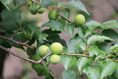 ウメ（実）（バラ科）