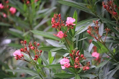 キョウチクトウ（キョウチクトウ科）