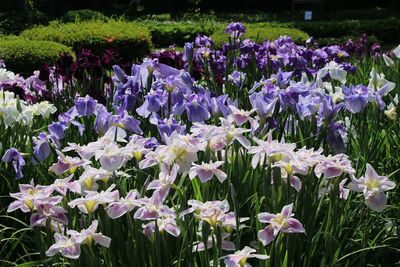 ハナショウブ（アヤメ科）