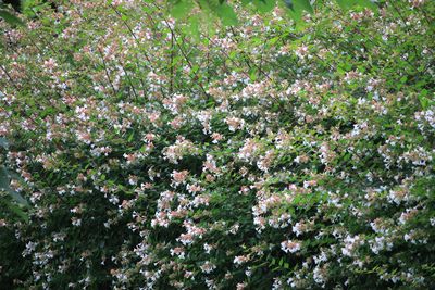 ハナゾノツクバネウツギ（スイカズラ科）