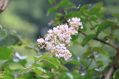 サルスベリ（ミソハギ科）