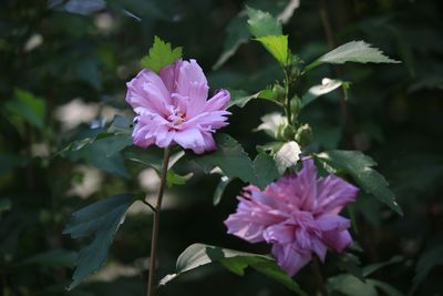 ムクゲ（アオイ科）