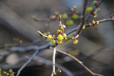 アブラチャン（クスノキ科）