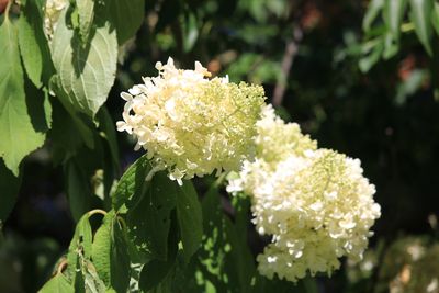 ノリウツギ（ミナヅキ）（アジサイ科）