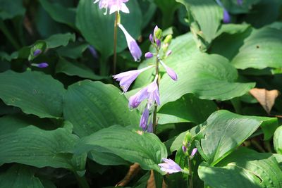 コバギボウシ（キジカクシ科）