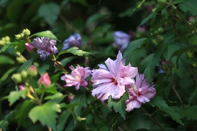 ムクゲ（アオイ科）