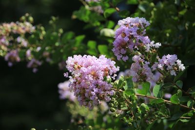 サルスベリ（ミソハギ科）