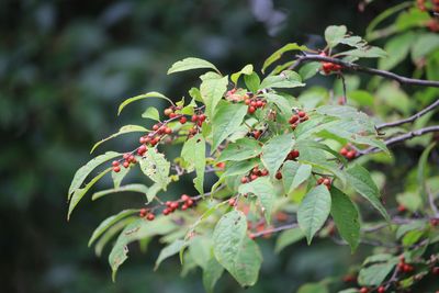 ウメモドキ（実）（モチノキ科）