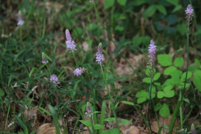 ツルボ（キジカクシ科）