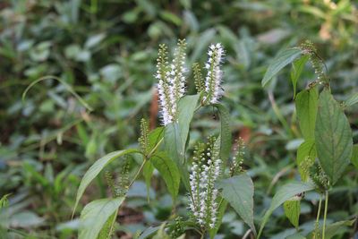 シモバシラ（シソ科）