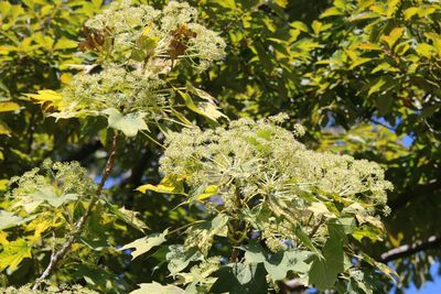 ハリギリ（ウコギ科）