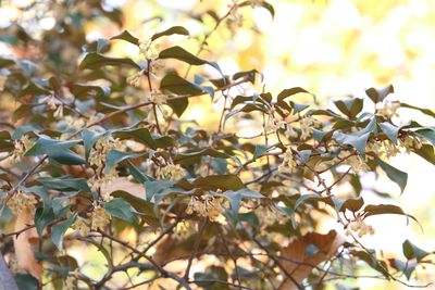 ツルグミ（グミ科）