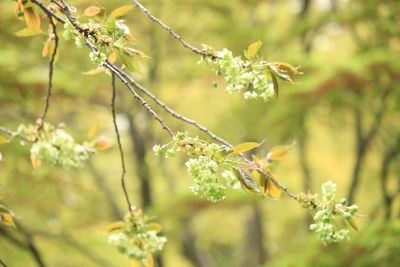 サトザクラ（御衣黄）（バラ科）