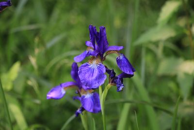 アヤメ（アヤメ科）