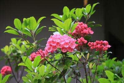 カルミア（ツツジ科）