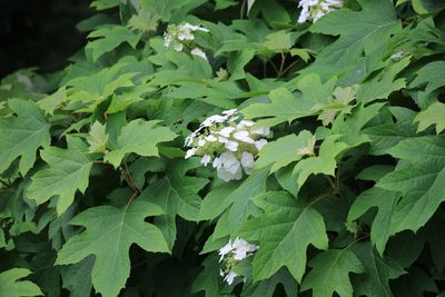 カシワバアジサイ（アジサイ科）