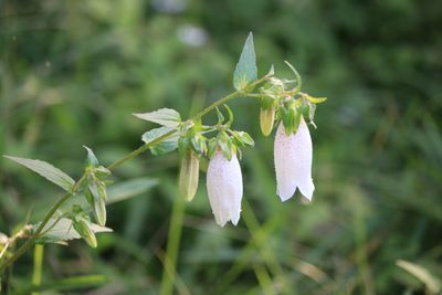 ホタルブクロ（キキョウ科）