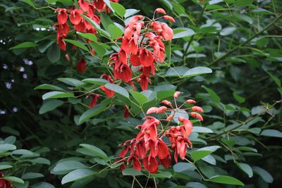 カイコウズ（マメ科）