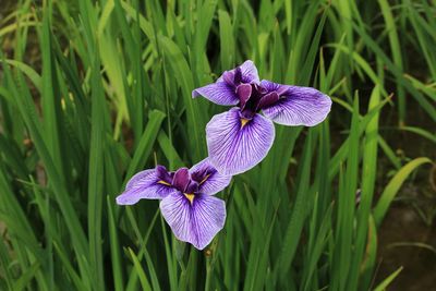 ハナショウブ（アヤメ科）