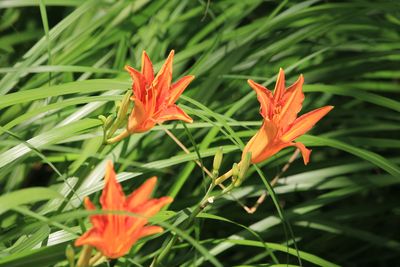 ノカンゾウ（ツルボラン科）