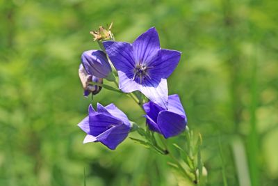 キキョウ（キキョウ科）