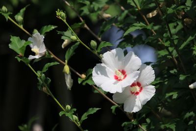 ムクゲ（アオイ科）