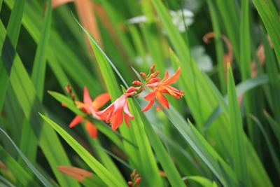 ヒメヒオウギズイセン（アヤメ科）