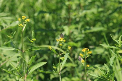 オミナエシ（スイカズラ科）