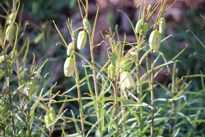 バイモ（ユリ科）